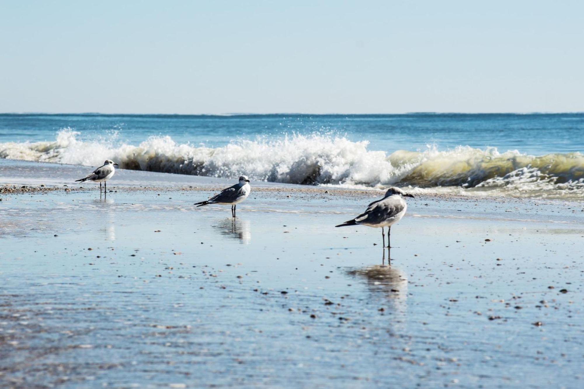 Cozy Condo Just Steps To The Beach, Unit 2 - Sleeps 4 Gulf Shores Zewnętrze zdjęcie